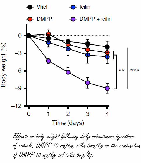 Simultaneous stimulation of the receptors for cold and nicotine causes fast fat loss