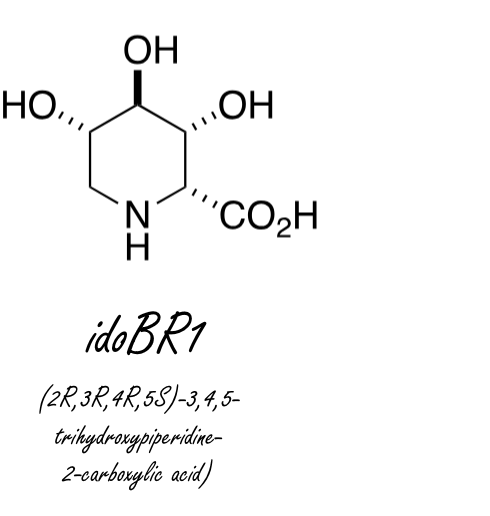 Iminosugar idoBR1 in cucumber patches up worn joints