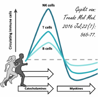 How hispolon helps the immune system to kill cancer cells