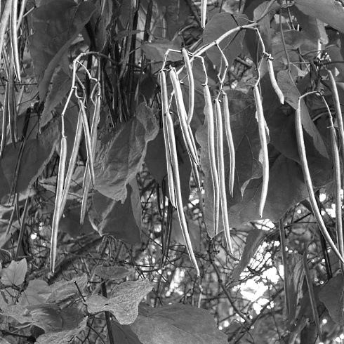 Pinoresinol and vanillic acid | Phytochemicals that mimic the anabolic effect of IGF-1