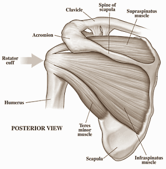 Muscles de l'épaule
