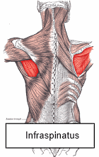 Training shoulders with elastic band just as effective as using weights