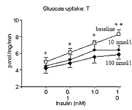 Androgens keep fat cells small