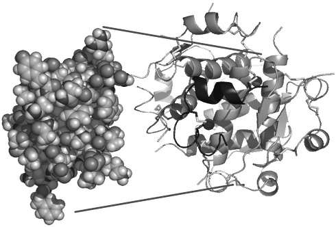 Taurine boosts glucose uptake in muscles