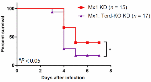 The keto diet focuses the immune system on the flu virus