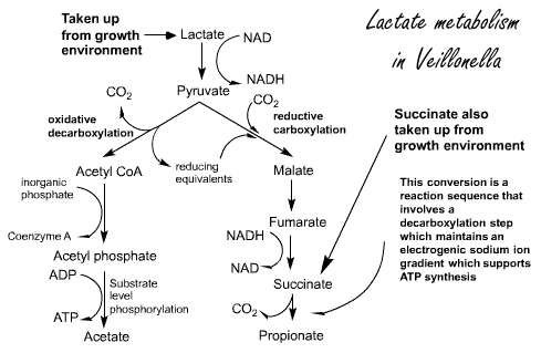 Veillonella, a probiotic that boosts the metabolism of athletes