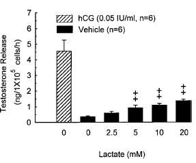 Liberation de testostérone des cellules de Leydig selon la concentration en acide lactique