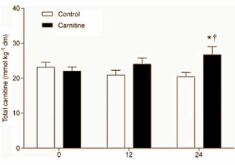 L-Carnitine plus carbohydrates helps endurance athletes