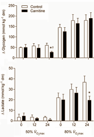 L-Carnitine plus carbohydrates helps endurance athletes