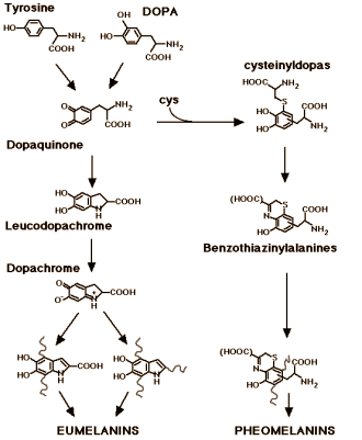 Yesterday we wrote that, in a dose of several hundred milligrams, para-aminobenzoic acid [PABA] restores grey hair to its original colour according to slightly dubious studies done in the mid-twentieth century. Another supplement that can help greying hair is Mucuna pruriens, two Brazilian neurologists discovered.