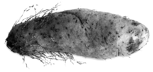 Dioscorea esculante supplement boosts DHT in athletes