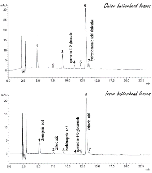 These are the healthiest parts of butter lettuce