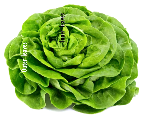 These are the healthiest parts of butter lettuce