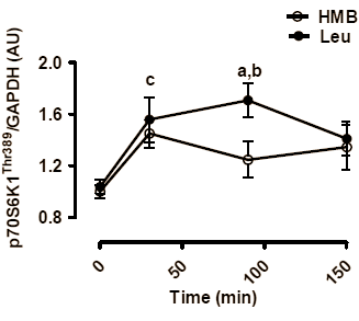 Activation cellulaire par le HMB et la Leucine