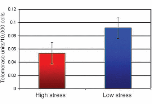 Stress reduces life expectancy at molecular level