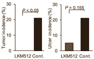 Probiotic bacteria LKM512 extends lifespan in animal study