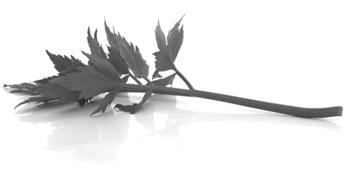 There are tumor inhibitors in lovage