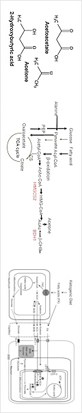 Low Carbohydrate Diet