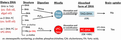 New omega-3 analog sn1-DHA-LPC improves memory