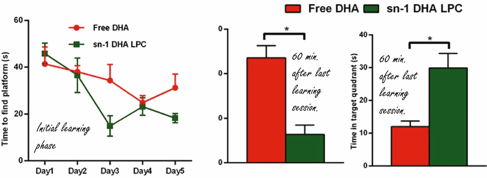 New omega-3 analog sn1-DHA-LPC improves memory
