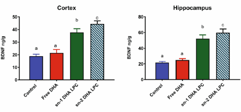 New omega-3 analog sn1-DHA-LPC improves memory