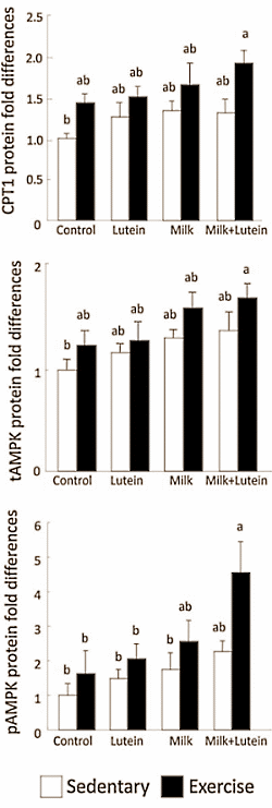 Lutein speeds up transformation from lazybones into athlete
