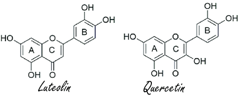 Tiny amount of luteolin deepens deep sleep | Animal study