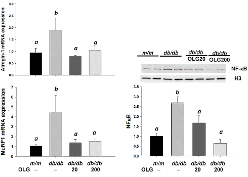 Lychees inhibit muscle breakdown | Animal study