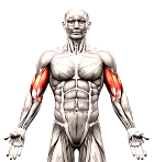 Bulging biceps register too high blood pressure