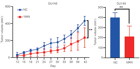 Mannose may inhibit prostate cancer | Animal data