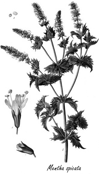 Worn knee joint? Drink two cups of mint tea a day