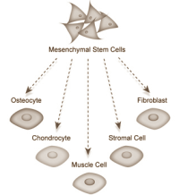Broccoli diet for more muscle cells