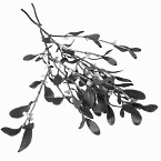 Human study: mistletoe boosts effect of strength training