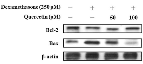 Quercetin prevents stress hormone cortisol from breaking down muscle cells