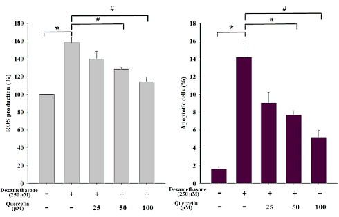 Quercetin prevents stress hormone cortisol from breaking down muscle cells