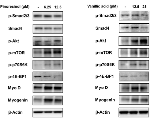 Pinoresinol and vanillic acid | Phytochemicals that mimic the anabolic effect of IGF-1