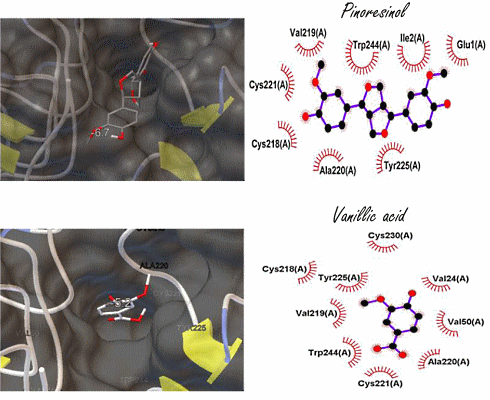 Pinoresinol and vanillic acid | Phytochemicals that mimic the anabolic effect of IGF-1