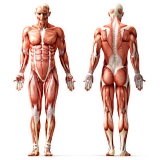 Whether you use anabolic steroids or not, adding single-joint exercises to a training routine with basic exercises adds nothing