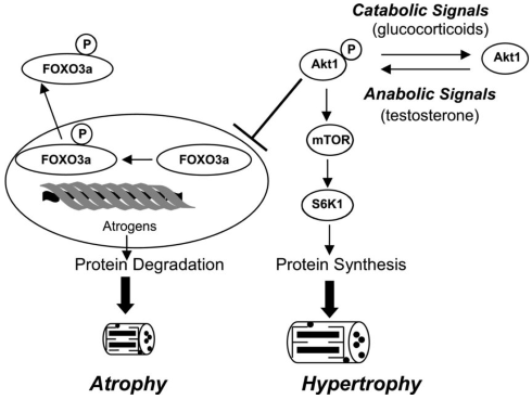 Building muscles without testosterone
