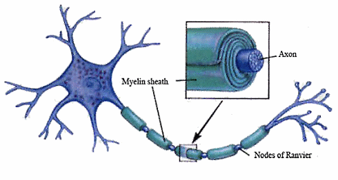 Oxandrolone can reverse effects of muscle disease