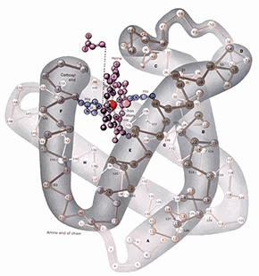 Rhabdomyolysis through high-reps strength training