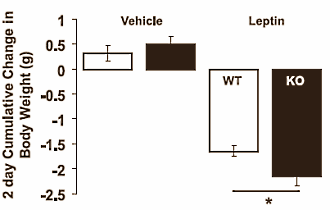 Myostatin blockers break down fat reserves too