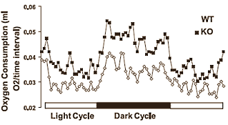Myostatin blockers break down fat reserves too