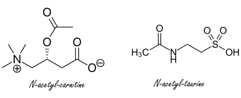 Taurine's mechanism of action revealed