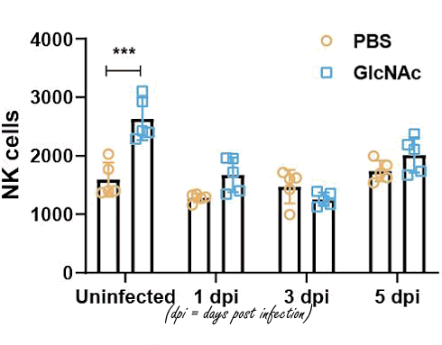 Supplementation with N-acetyl-D-glucosamine activates NK cells against influenza viruses