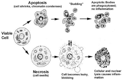 These Echinacea components kill cancer cells