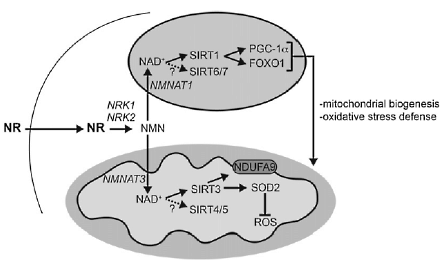 Nicotinamid ribozid mišićne stanice