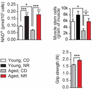 Nicotinamide riboside extends life expectancy and rejuvenates muscles