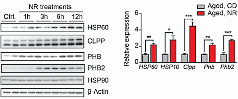 Nicotinamide riboside extends life expectancy and rejuvenates muscles