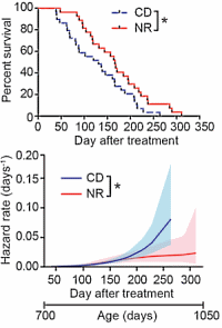 Nicotinamide riboside extends life expectancy and rejuvenates muscles